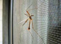 Сетка на окно от насекомых и пыли